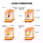 a diagram of a skin structure